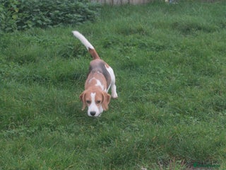 Beagle dogs NOW RESERVED 4 YEAR OLD GIRL KC REG BEAGLE - Advert 2