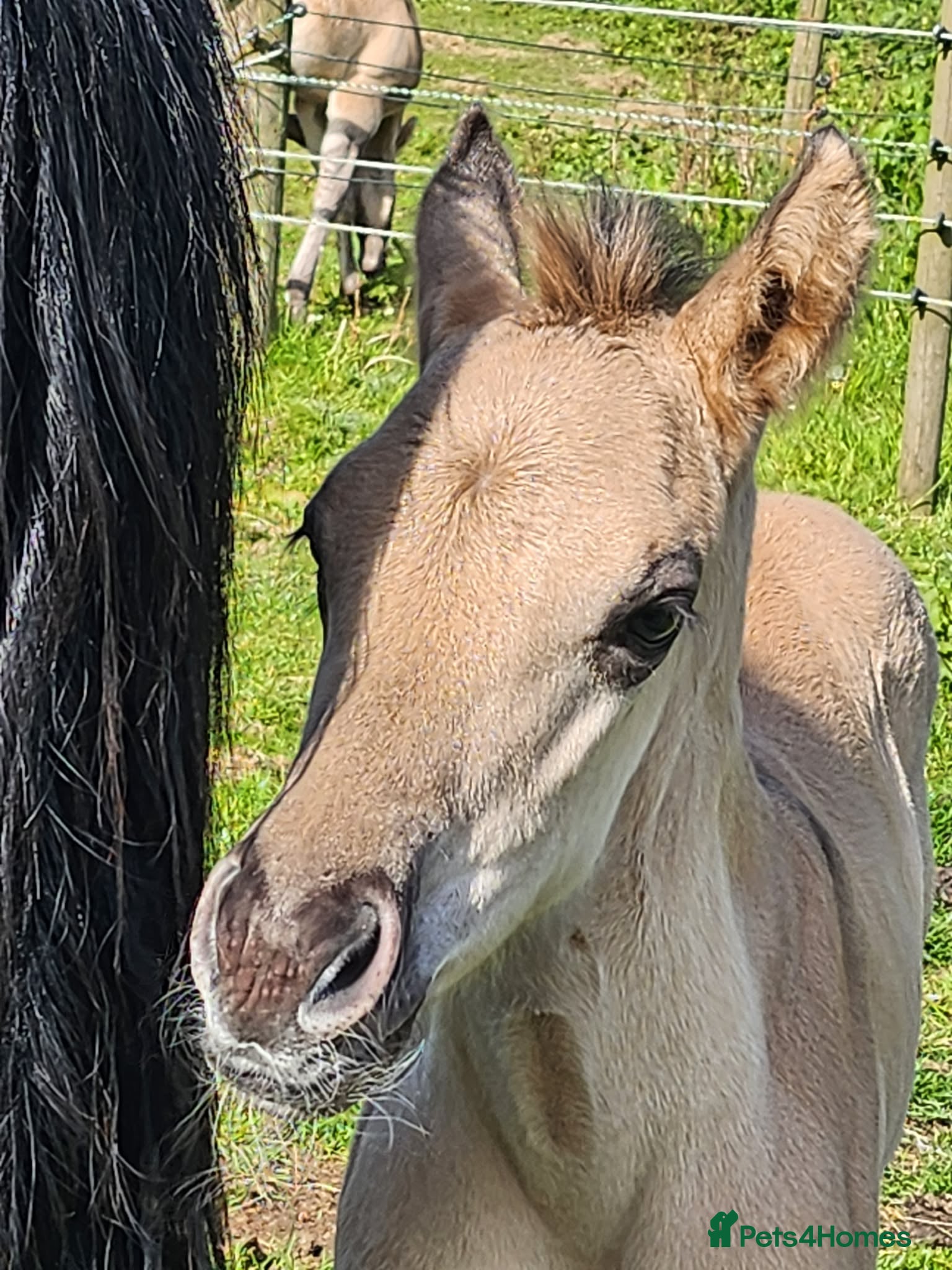 American Quarter horses for sale: QH Filly searching for superior dwelling & staff - Advert 10