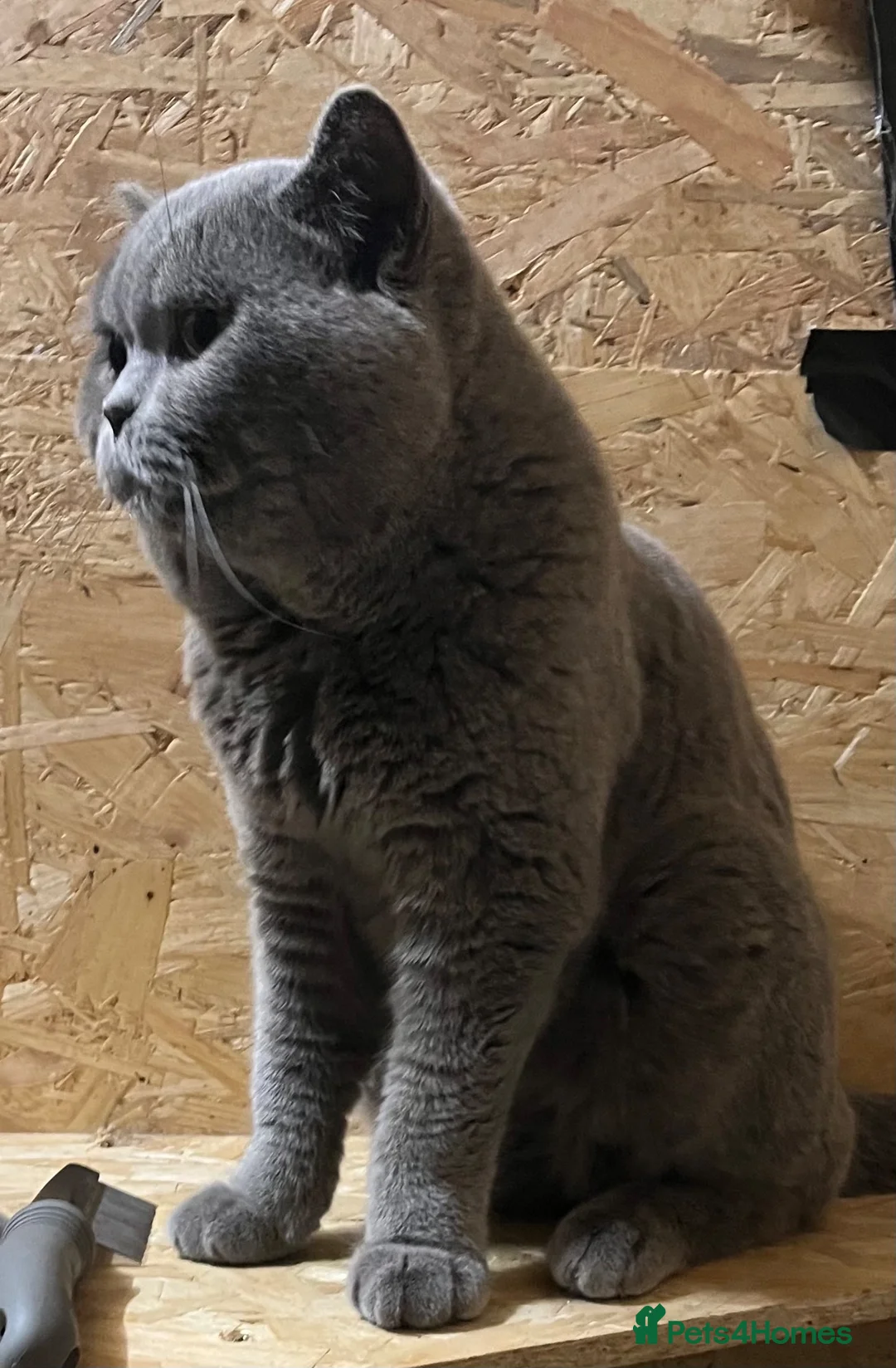 British Shorthair cats for stud: Champion British Blue Import for Stud  - Advert 1