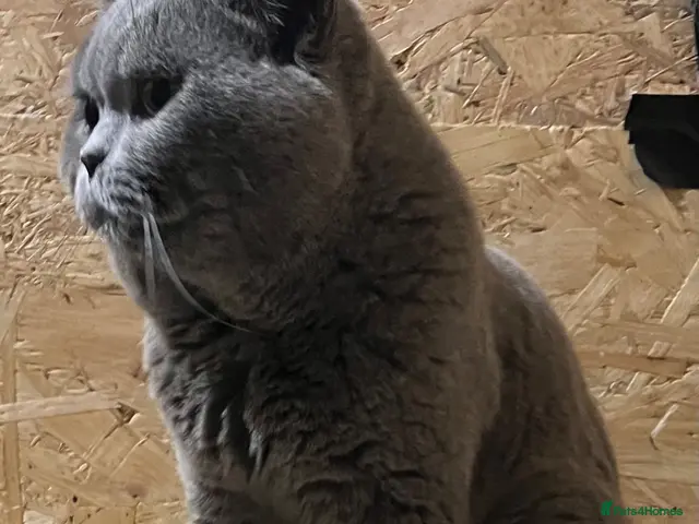 British Shorthair cats for stud: Champion British Blue Import for Stud - Advert 1