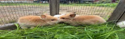 Lionhead rabbits for sale: 5 stunning lionhead babies - Advert 2