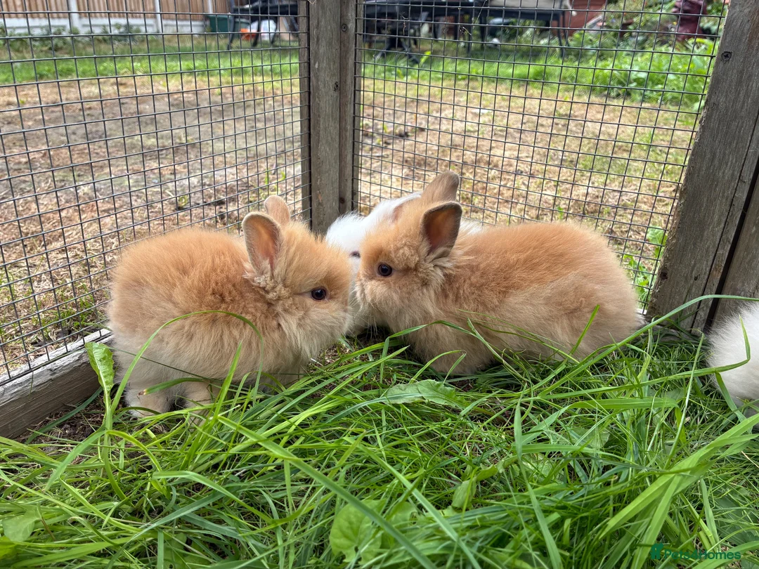 Lionhead rabbits for sale: 5 stunning lionhead babies - Advert 2