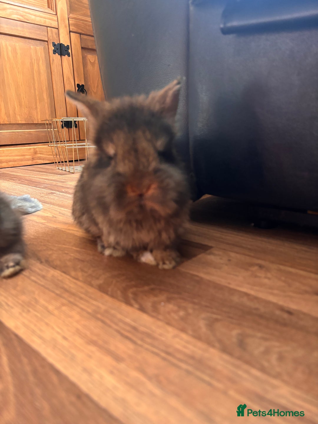Mini Lion Lop rabbits for sale: 2 stunning babies looking for there forever home  - Image 2