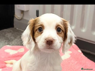 Cocker Spaniel dogs Stunning working cocker spaniel pups - Advert 7