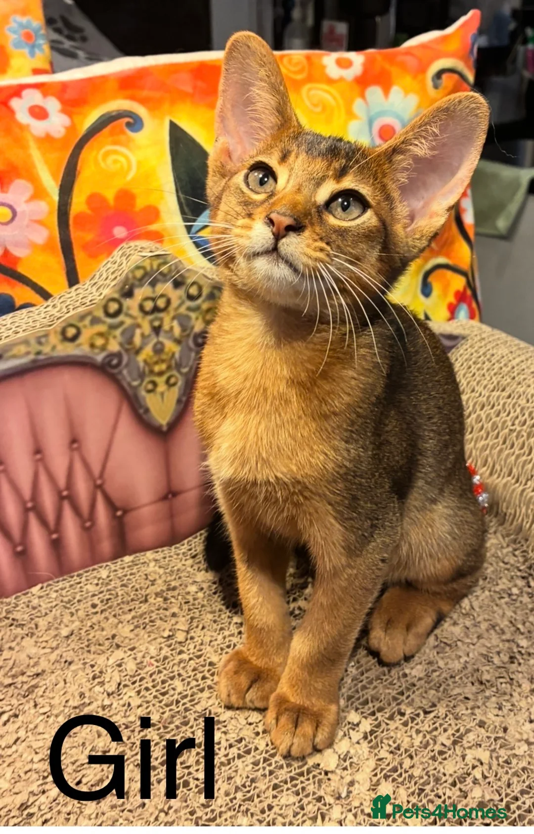 Abyssinian cats for sale: Abyssinian kittens looking for forever homes - Advert 3