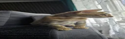 Bengal cats for sale: Ready NOW.. need go ASAP - Advert 22