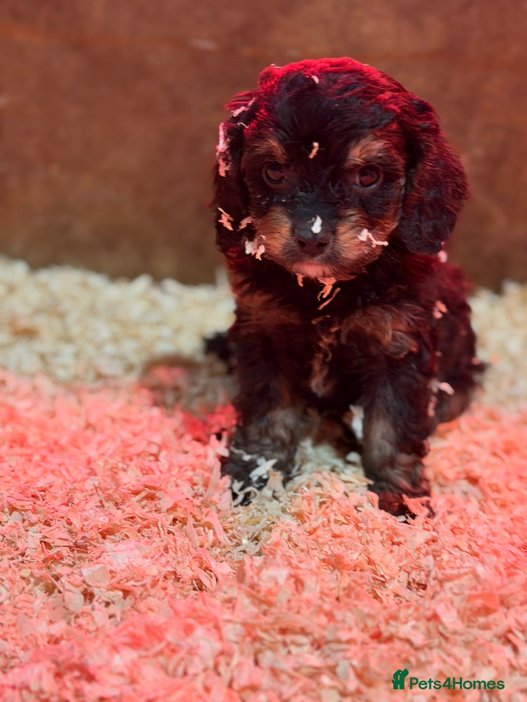 Cavapoo dogs for sale: Ready to leave! Top Class Cavapoo puppies.  - Advert 21