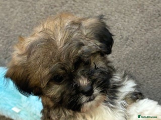 Havanese dogs Three beautiful Havanese - Advert 2