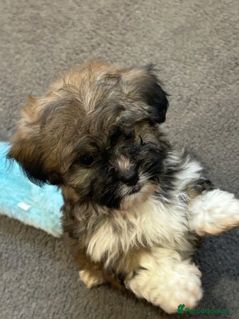 Havanese dogs Three beautiful Havanese - Advert 5