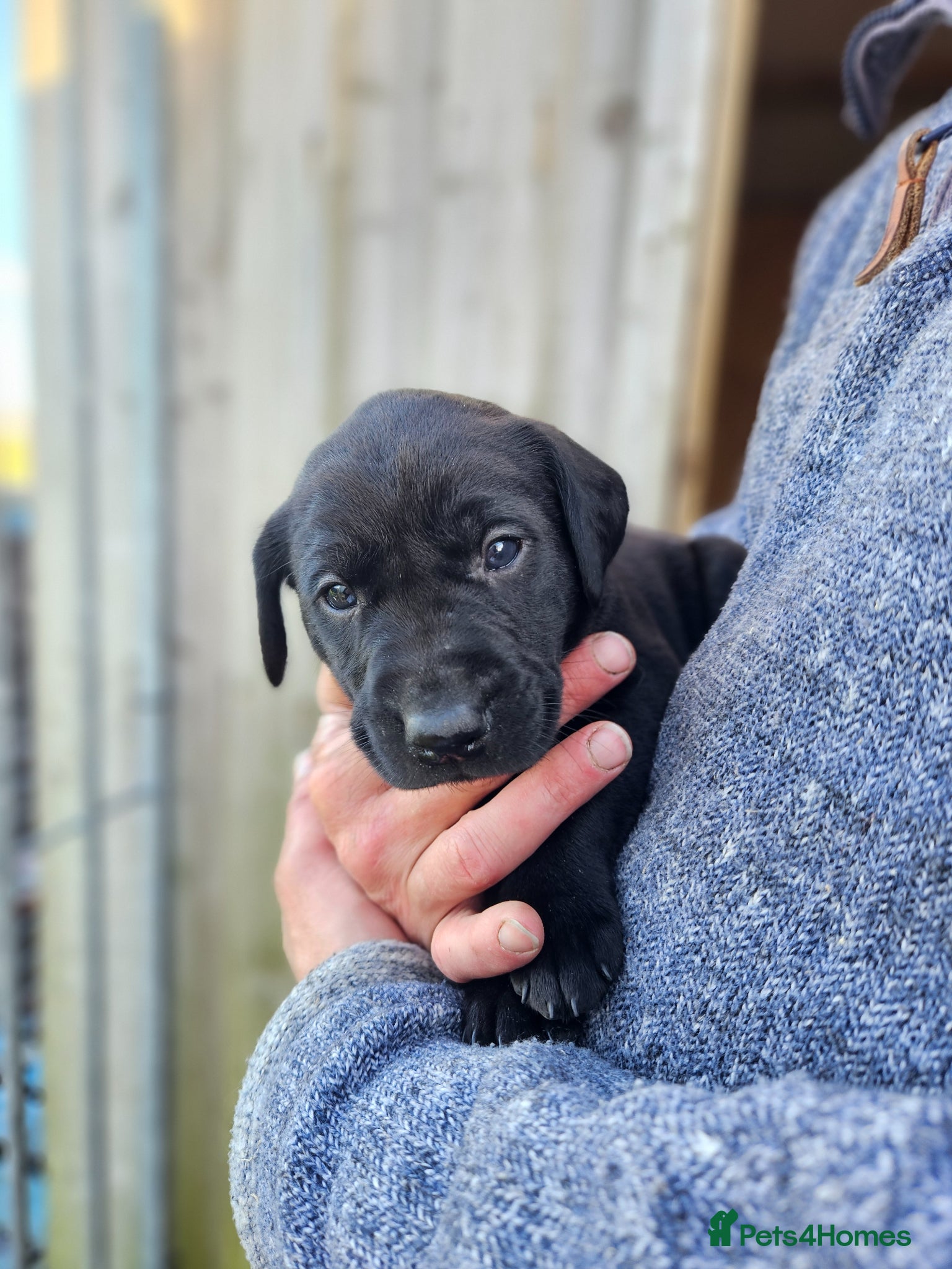 Labrador Retriever dogs for sale: Black Male Labrador Puppies for sale Western Isles - Advert 6