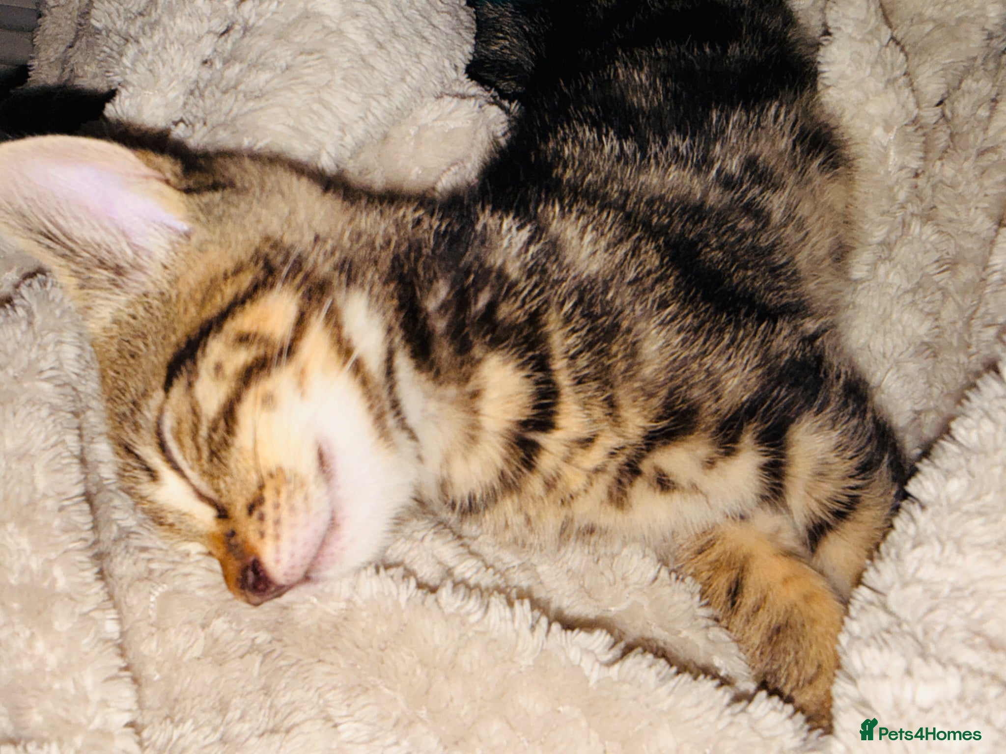 Domestic Shorthair cats for sale: Ultimate Cozy Companion -10 weeks Shorthair tabby  in Hounslow - Advert 4