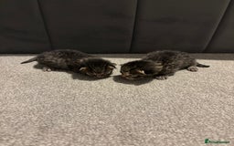 Bengal cats for sale: Gorgeous kittens for sale  - Image 4