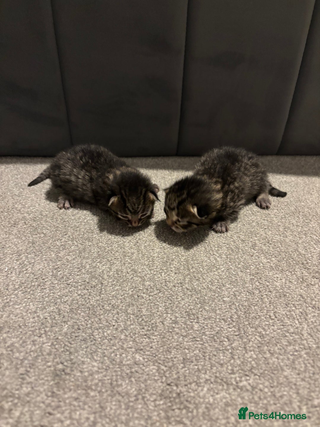 Bengal cats for sale: Gorgeous kittens for sale  - Image 4