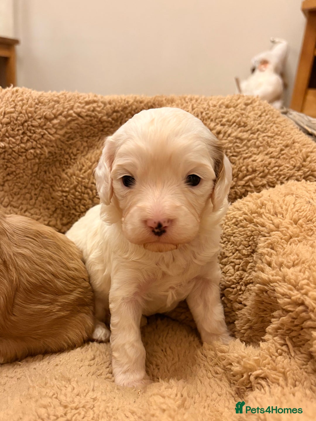 Cavapoo dogs for sale: Stunning F1 Toy Cavapoo puppies  - Advert 10