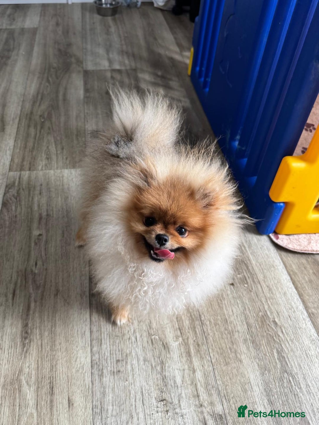 Pomeranian dogs for sale: Champion KC registered Pomeranian  - Image 9
