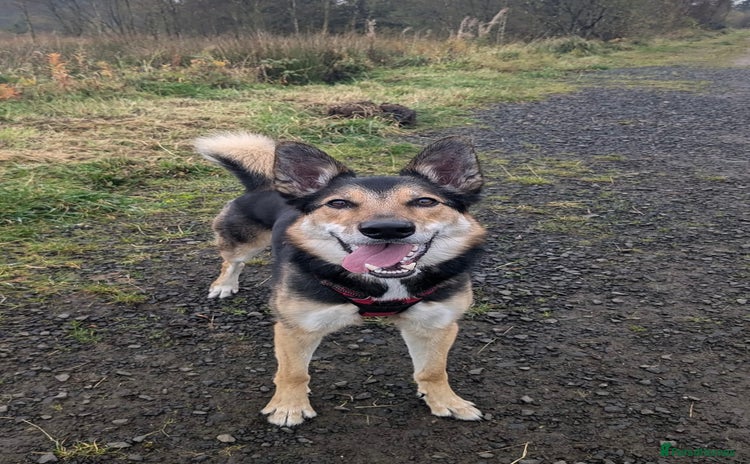 Mixed Breed dogs - Advert 3