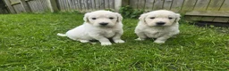 Golden Retriever dogs for sale: Golden Retriever Puppies  - Advert 20