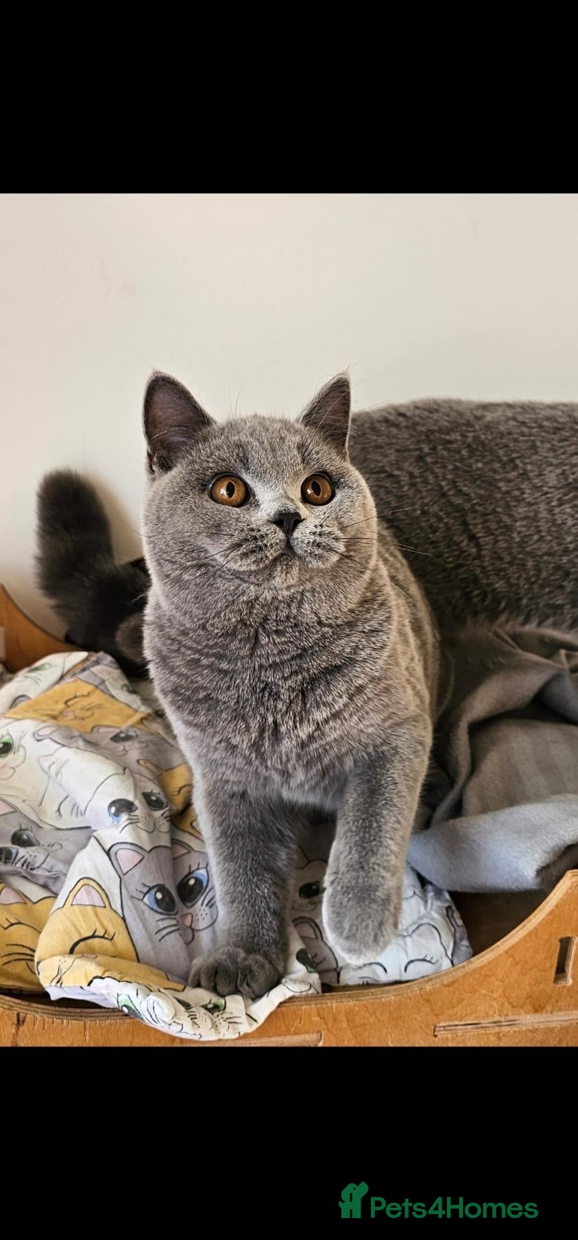 British Shorthair cats Stunning British shorthair blue kittens, neutered - Advert 5