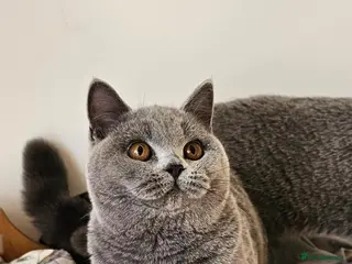 British Shorthair cats Stunning British shorthair blue kittens, neutered - Advert 5