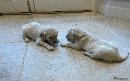 Golden Retriever dogs for sale: Beautiful pedigree Golden Retriever puppies  - Image 5