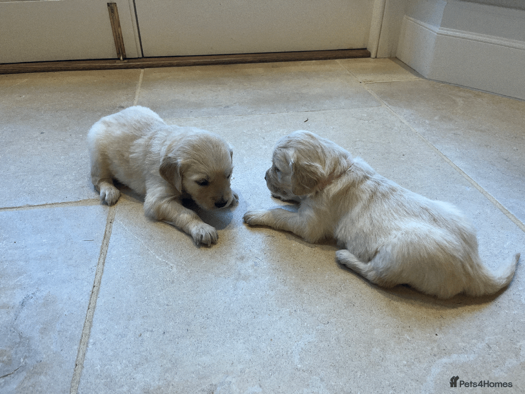 Golden Retriever dogs for sale: Beautiful pedigree Golden Retriever puppies  - Image 5