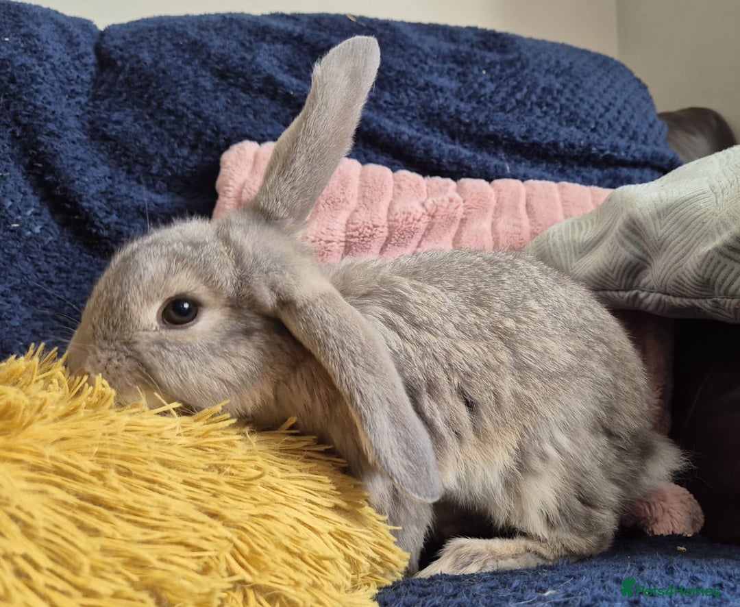 French Lop rabbits for sale: Frenchlops  - Image 8