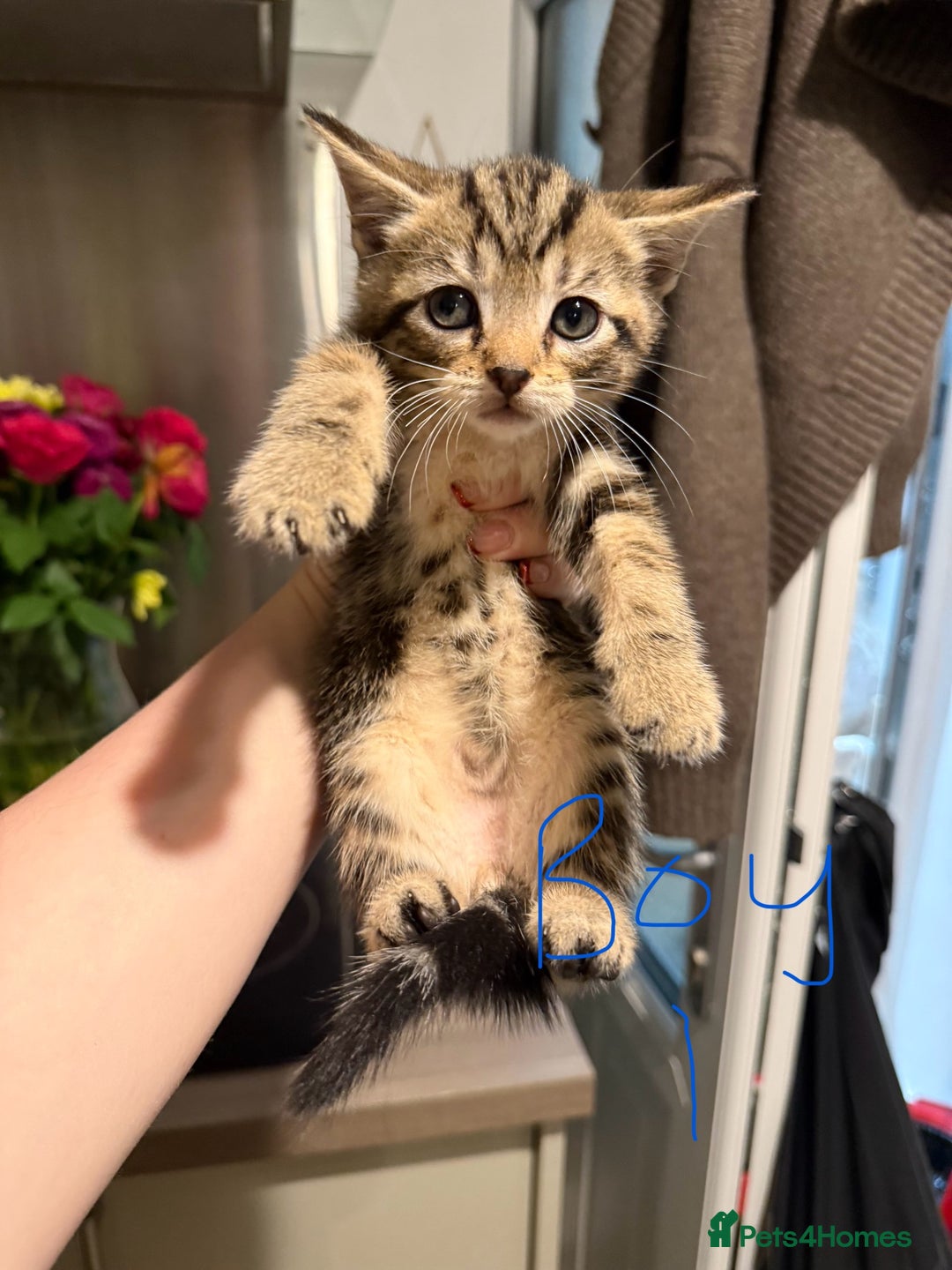 Mixed Breed cats for sale: Last 2 kittens out of a litter of 6 for sale! - Image 4