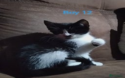 Mixed Breed cats for sale: 🩵kittens 🩵 - Image 12