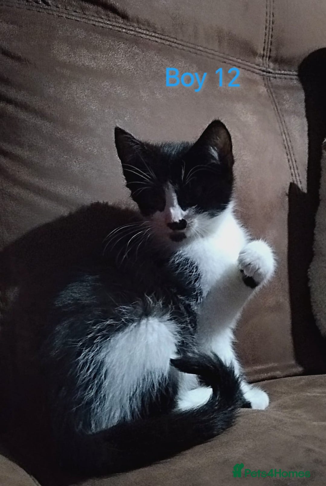 Mixed Breed cats for sale: 🩵kittens 🩵 - Image 12