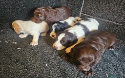 Cockapoo dogs for sale: Cockerpoo puppies F1  - Image 22