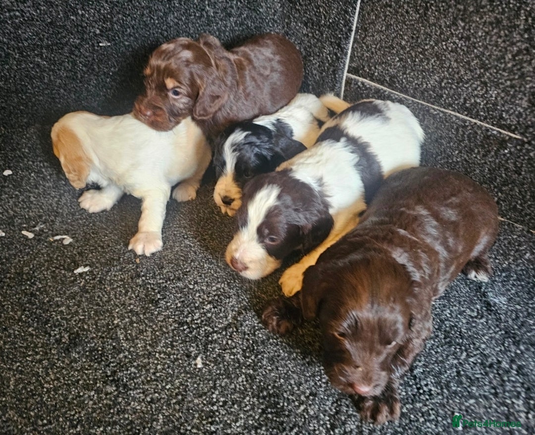 Cockapoo dogs for sale: Cockerpoo puppies F1  - Image 22