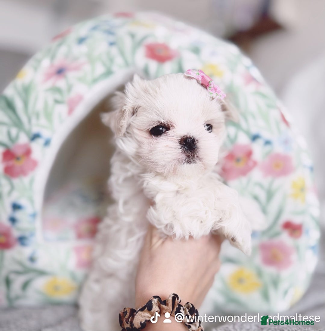 Maltese dogs for sale: 🩷Exclusive 🧬 DNA Tested 🧬 Full Korean Maltese🩵 - Advert 18