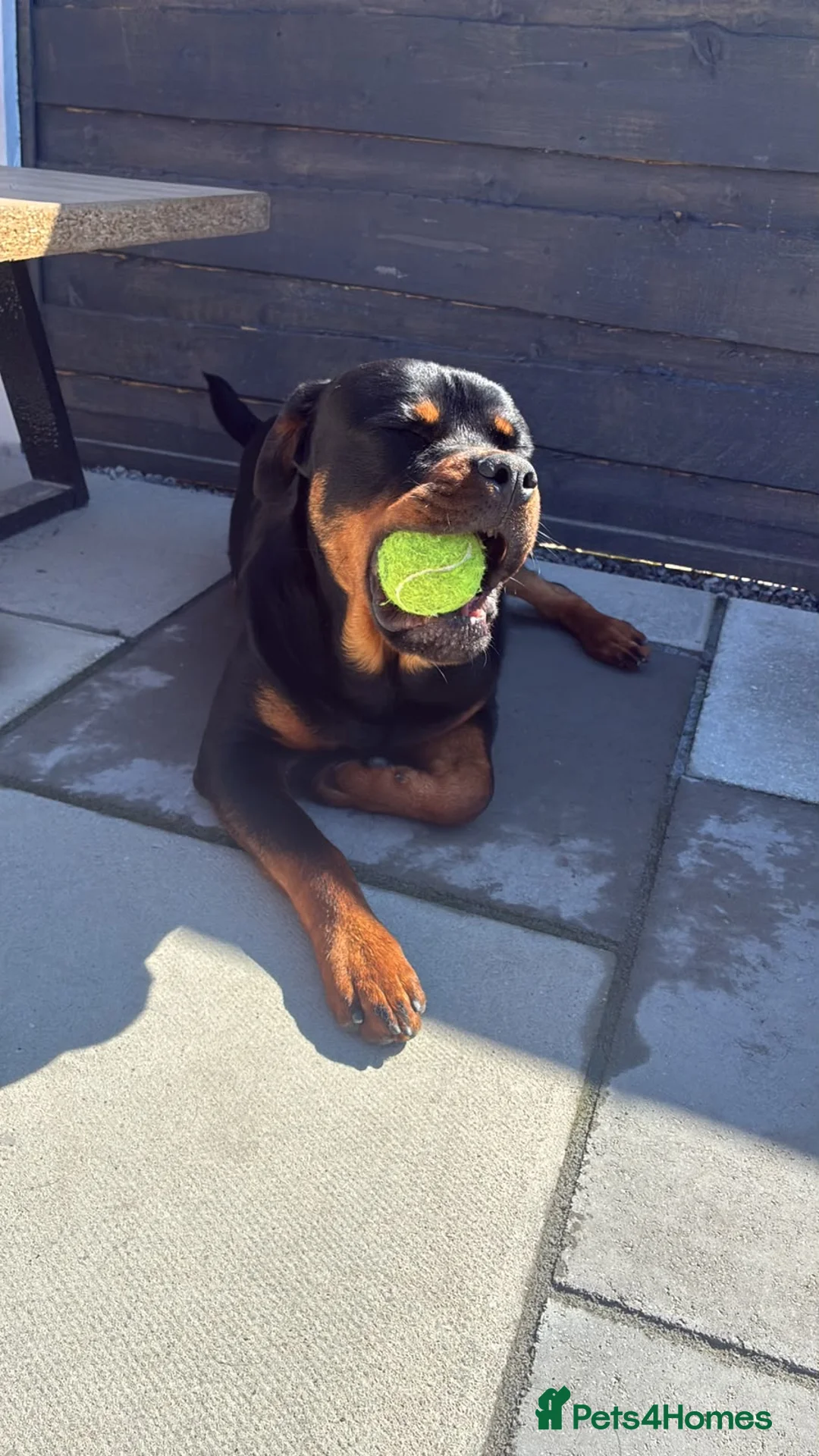 Rottweiler dogs for sale: Rottweiler 11 month old male in Manchester - Advert 2