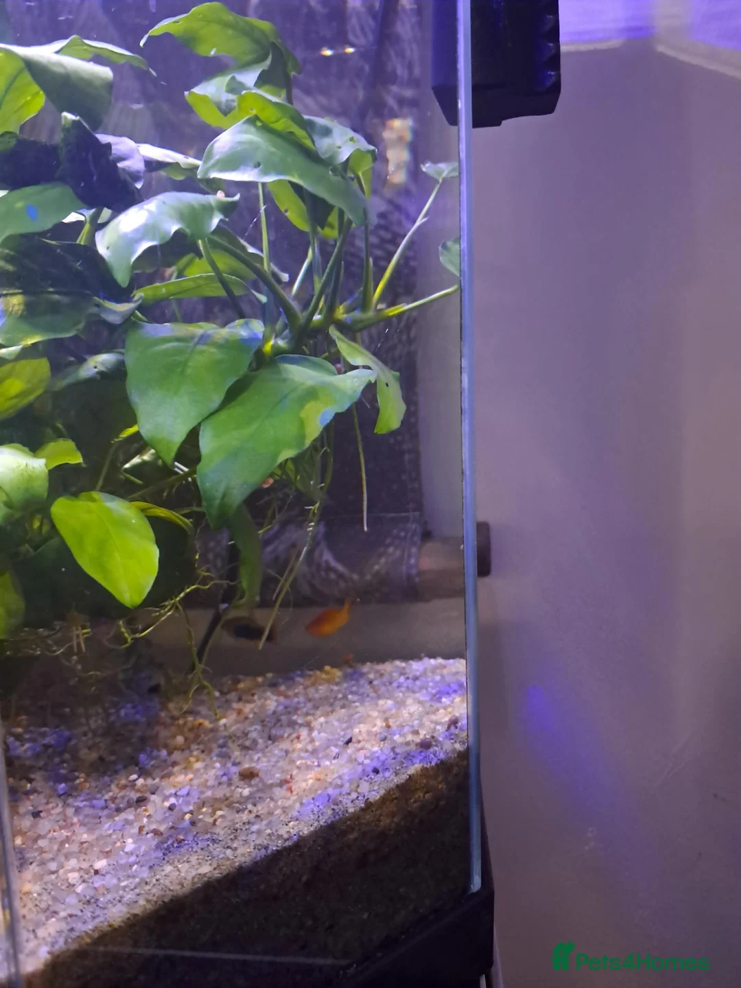 Platies fish for sale: Fish plus tank in Exmouth - Advert 4