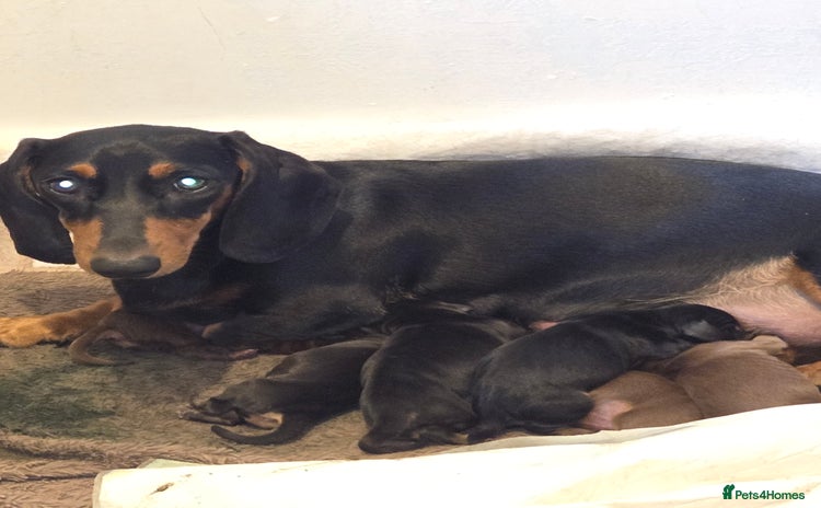 Miniature Dachshund dogs - Advert 1