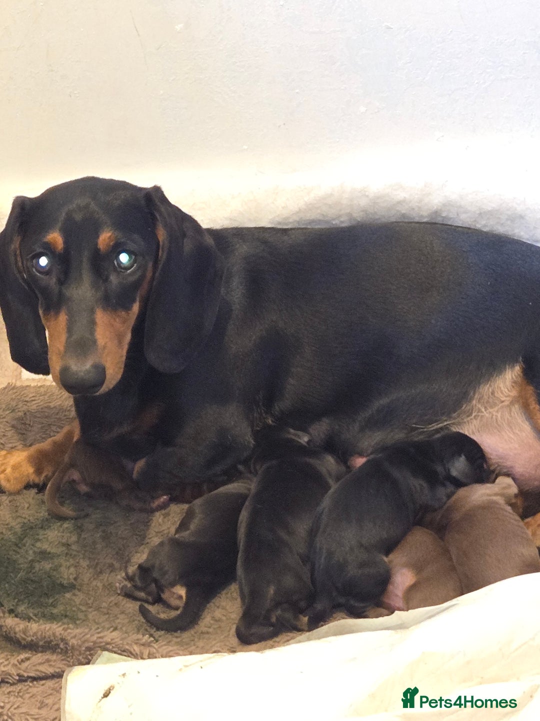 Miniature Dachshund dogs for sale: Miniature dacshund pups for sale - Image 1