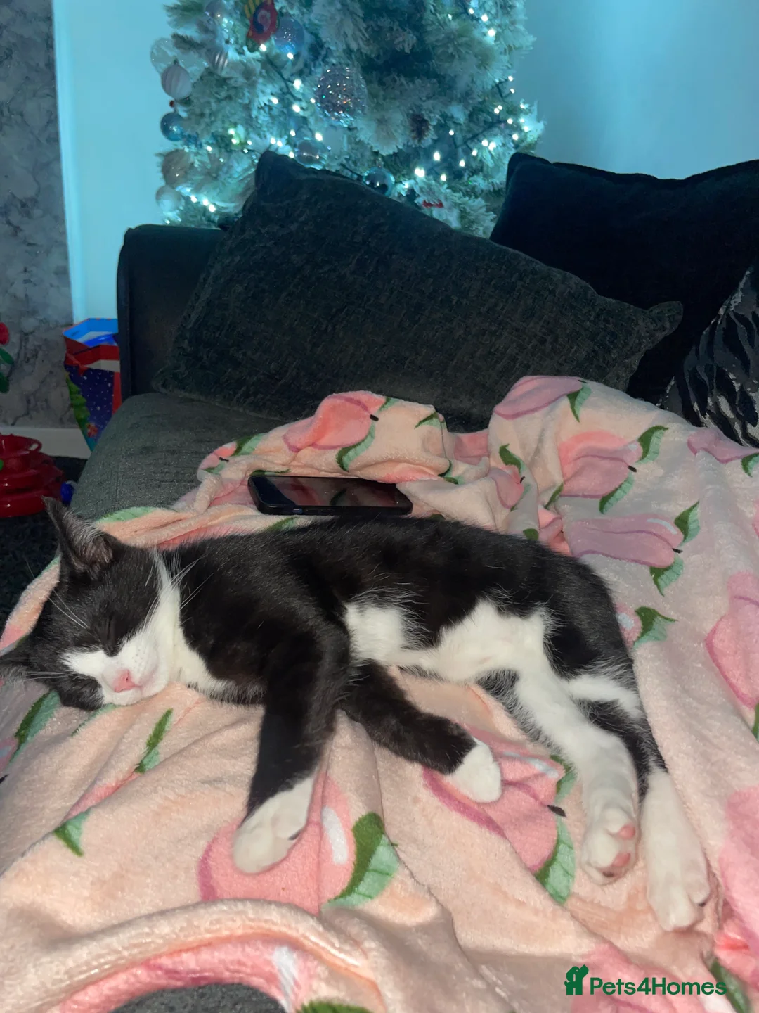 Mixed Breed cats for sale: Kitten  - Advert 2