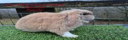 Mini Lop rabbits for sale: Various Adult Mini Lops - Advert 16