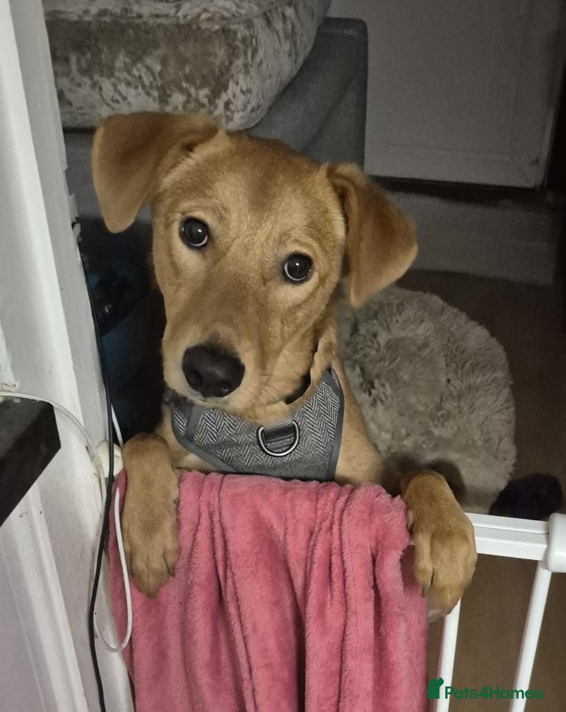 Mixed Breed dogs 💙Archie💙10-month-old loving boy, upper-medium - Advert 2