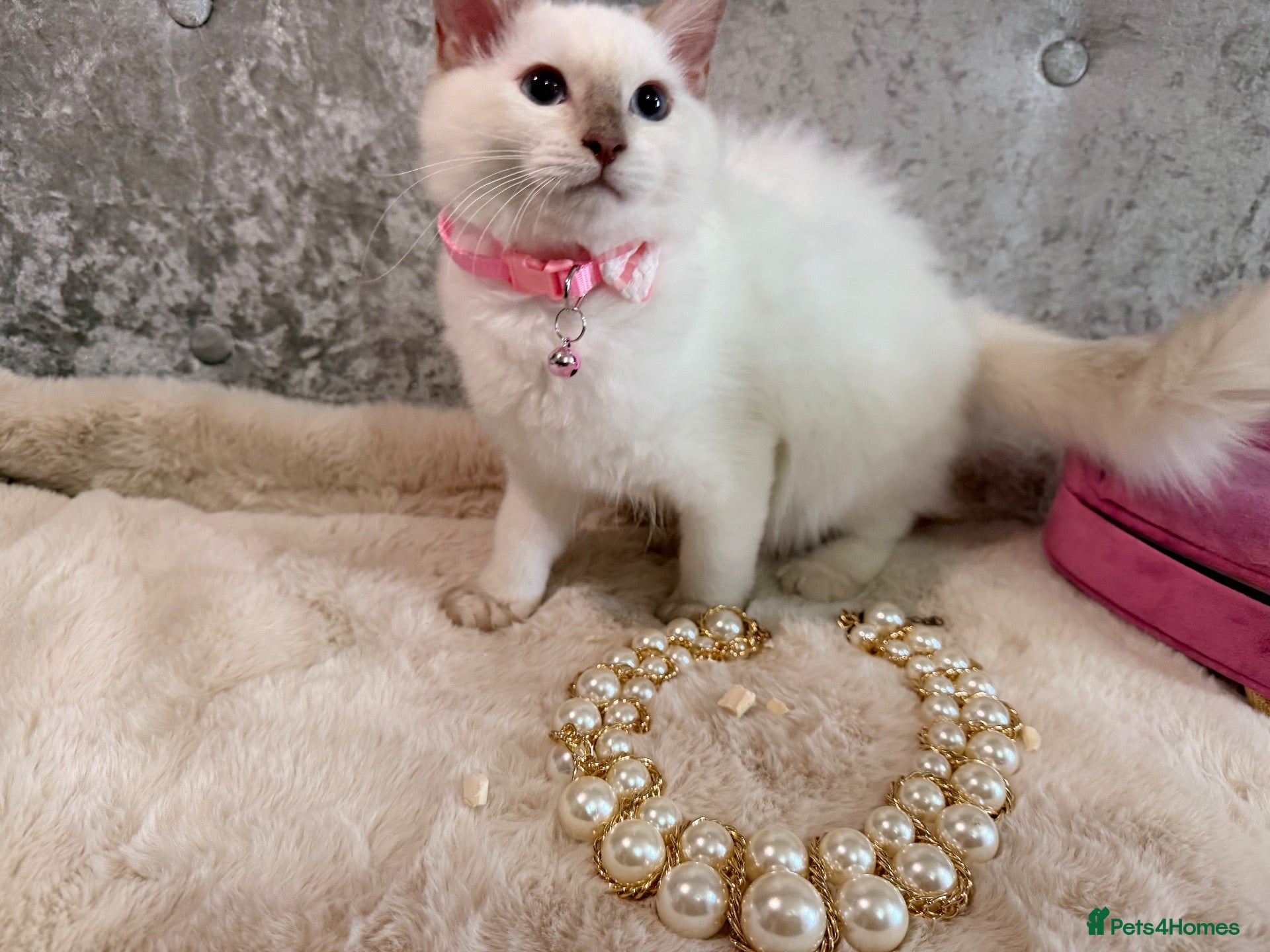 Ragdoll cats 🌟Stunning TICA🌟PKD/HCM ✅ 💕 Ragdoll Kittens 🌟 - Advert 1