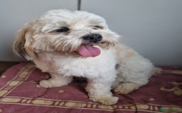 Lhasa Apso dogs for stud: Handsome Lhasa Apso stud (Proven) in Pontefract - Image 3