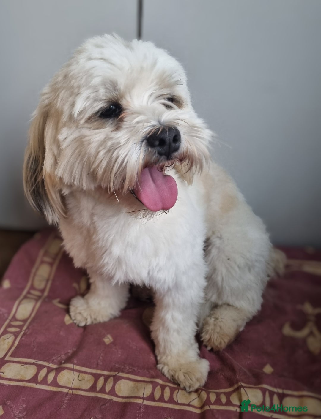 Lhasa Apso dogs for stud: Handsome Lhasa Apso stud (Proven) in Pontefract - Image 3