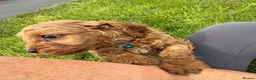 Cavapoo dogs for sale: Toy Cavapoo Puppies - Advert 29