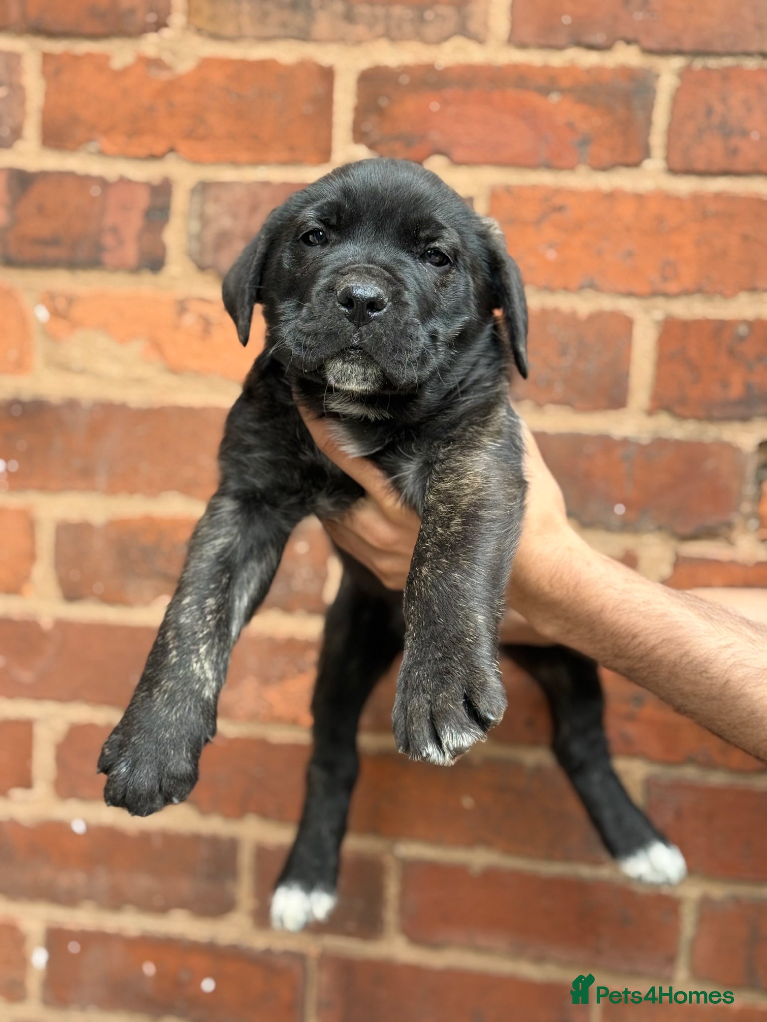 Presa Canario dogs Elite!! 🏆Champion Blood presa Canario pups!! - Advert 1