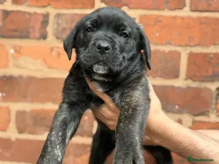 Presa Canario dogs Elite!! 🏆Champion Blood presa Canario pups!! - Advert 1