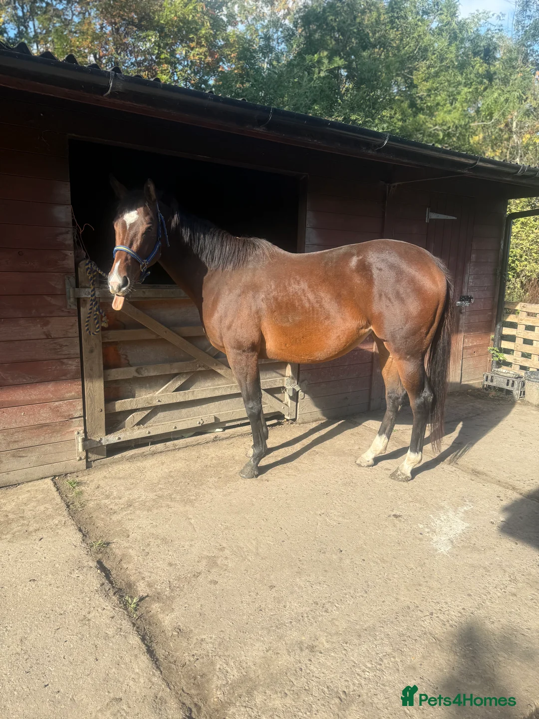 English Thoroughbred horses for sale: 15.2hh bay mare, rising 4 - Advert 4