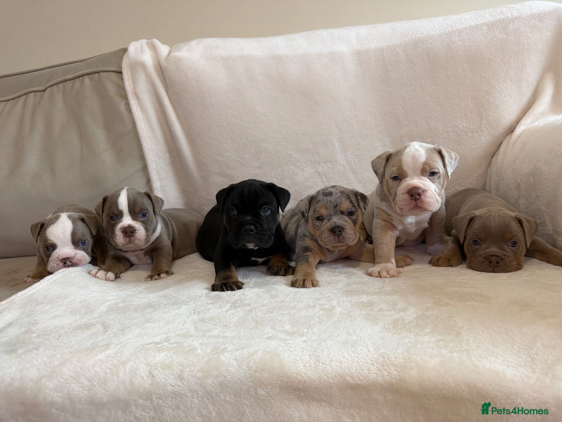 English Bulldog dogs for sale: VERY RARE 6 ENGLISH BULLDOGS - Advert 1