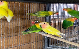 Cockatiels birds for sale: Cockatiels , love birds and bourkes  - Image 4