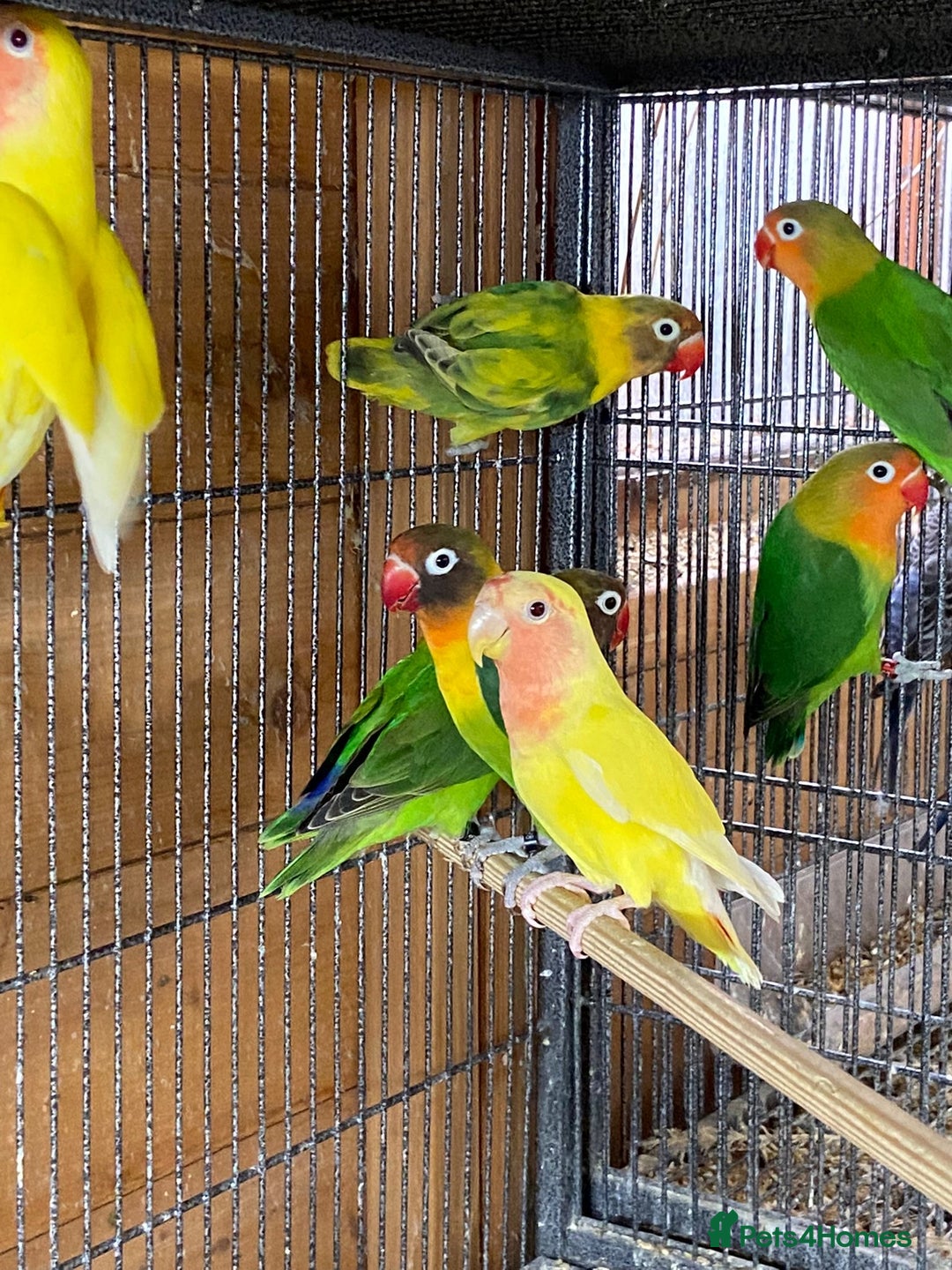 Cockatiels birds for sale: Cockatiels , love birds and bourkes  - Image 4