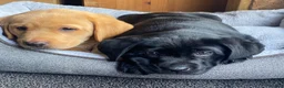 Labrador Retriever dogs for sale: KC Registered Labradors - Advert 3